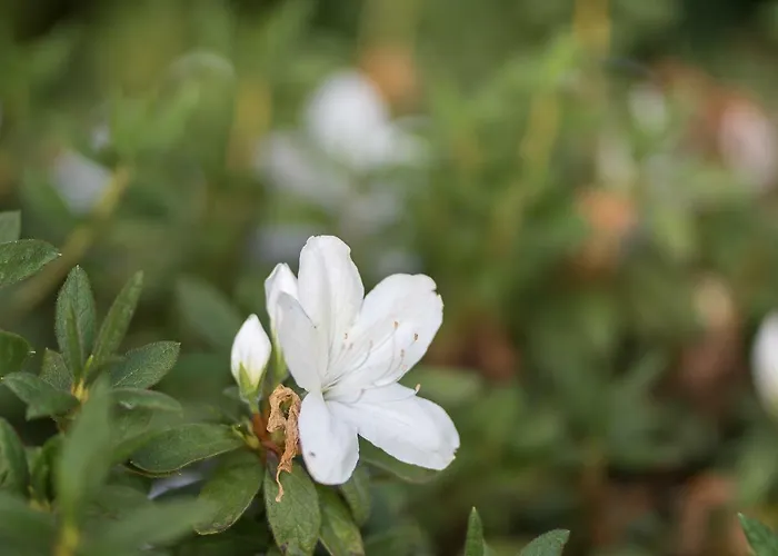 Casa Da Levada 빌라
