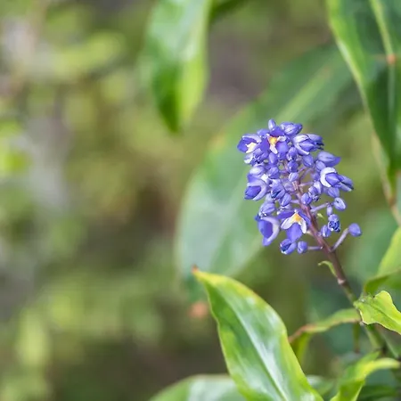 Casa Da Levada Villa Funchal (Madeira)