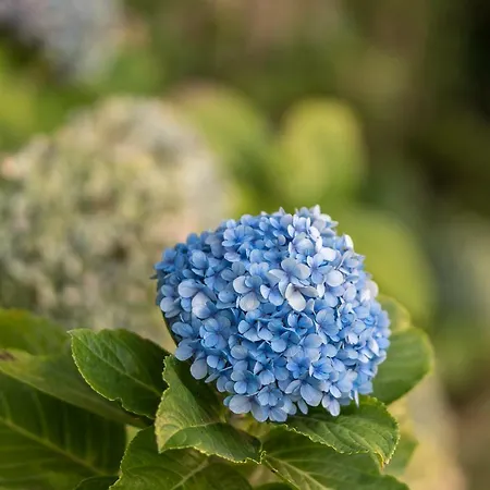 Casa Da Levada Vila *